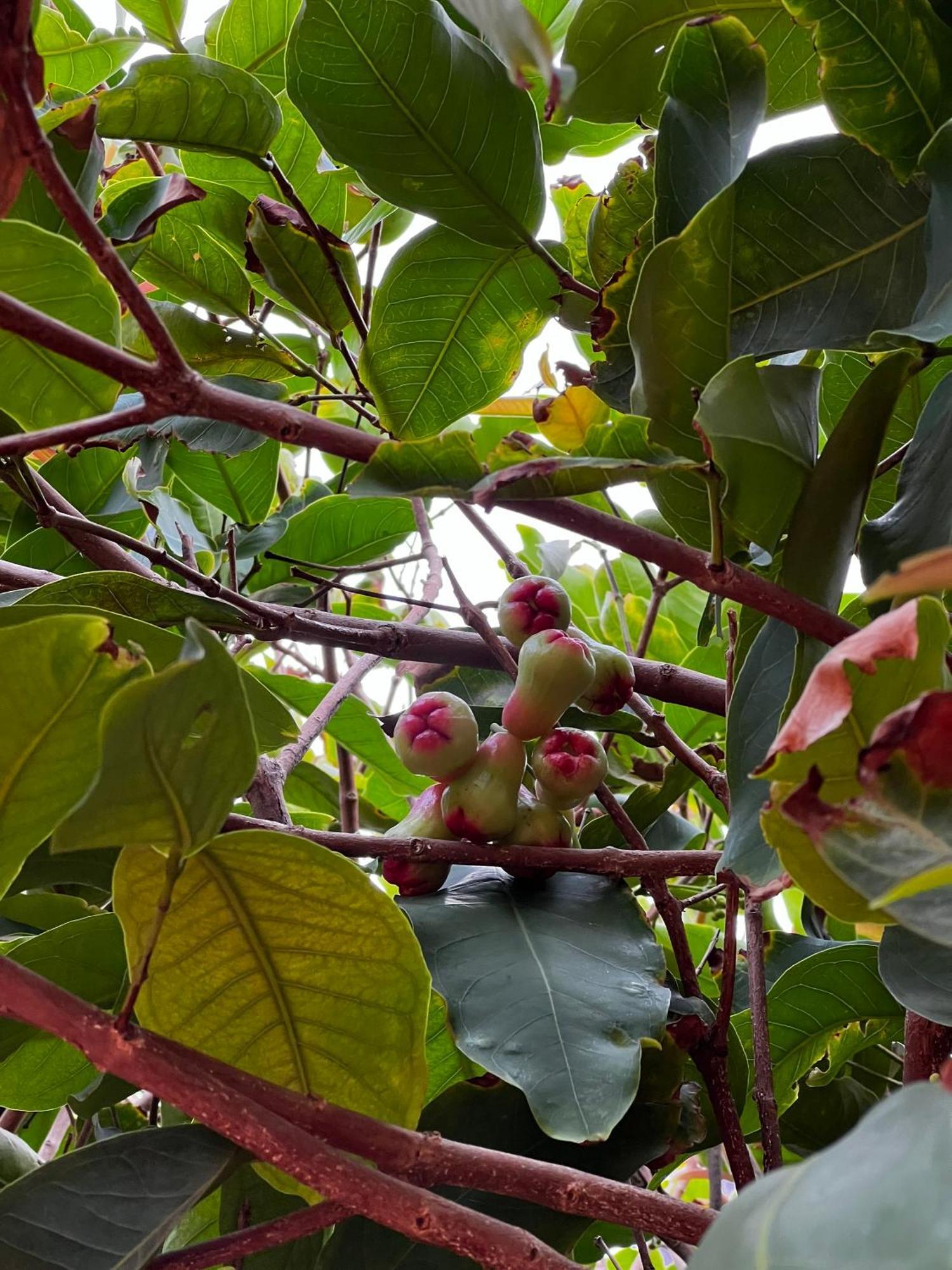 Mama Villa Cu Lao Thu Bagian luar foto