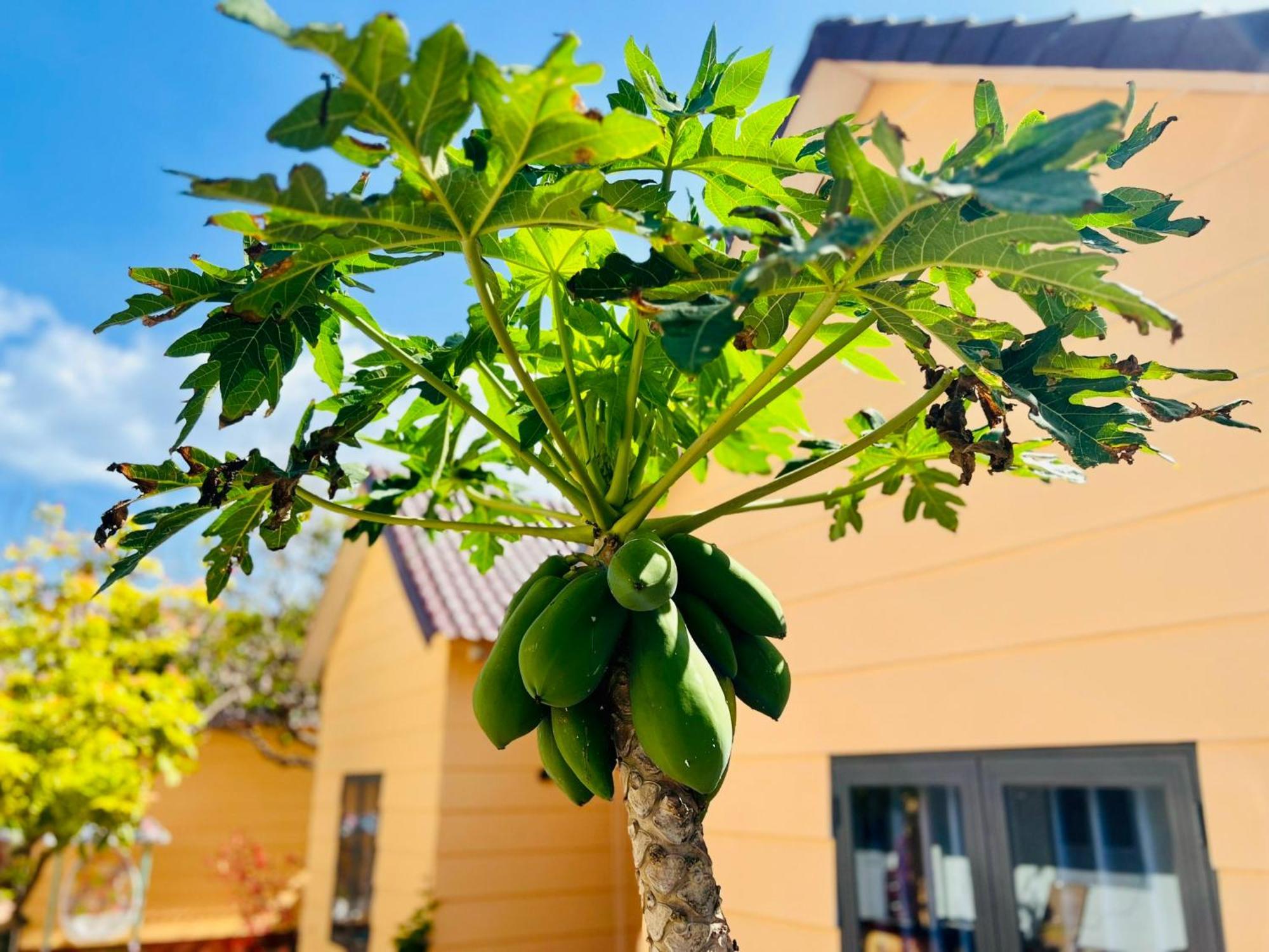 Mama Villa Cu Lao Thu Bagian luar foto